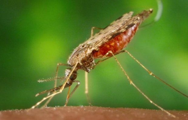 ไข้จับสั่น หรือไข้มาลาเรีย ในบุพเพสันนิวาส แท้จริงคืออะไร? อีกหนึ่งโรคที่เกิดมาแล้วหลายร้อยปี