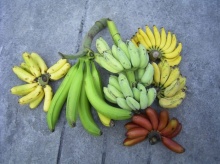 เรื่องกล้วย กล้วย ไม่ใช่30บาทแต่ก็รักษาได้เกือบทุกโรค