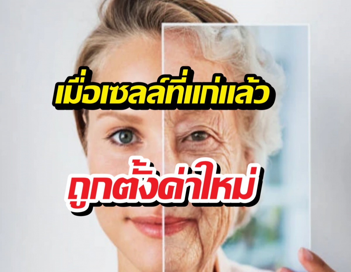 รู้จักการย้อนวัยด้วยCellยามานากะ ที่ทำคำว่าแก่ไม่ถาวรอีกต่อไป