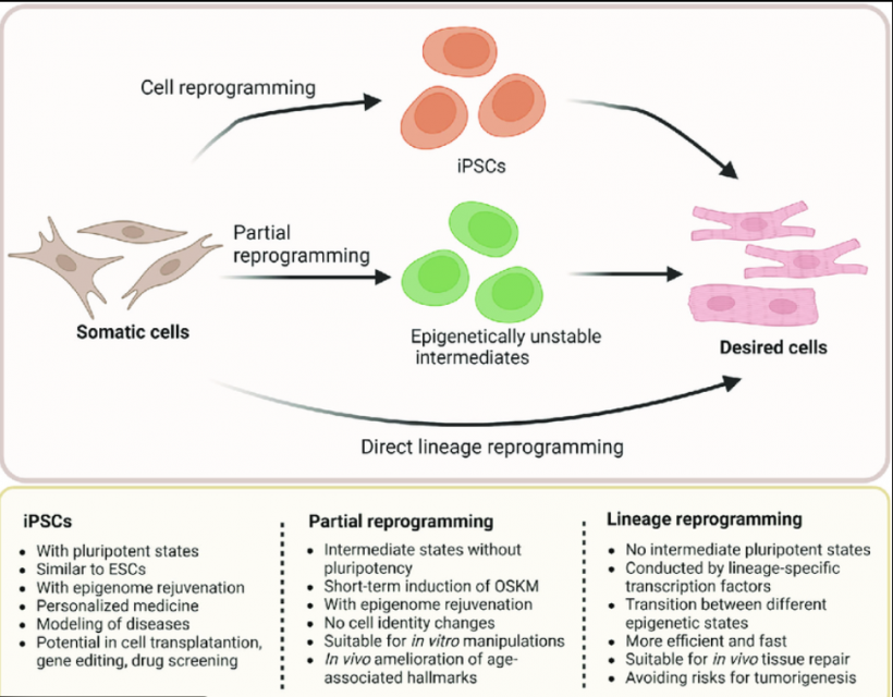รู้จักการย้อนวัยด้วยCellยามานากะ ที่ทำคำว่าแก่ไม่ถาวรอีกต่อไป