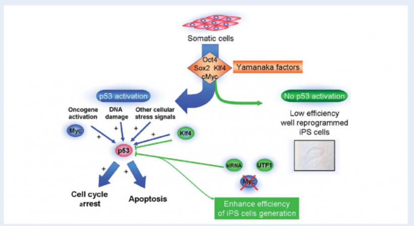 รู้จักการย้อนวัยด้วยCellยามานากะ ที่ทำคำว่าแก่ไม่ถาวรอีกต่อไป