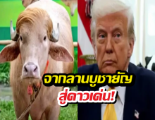 เปิดชีวิตใหม่ ควายเผือกทรัมป์ หลังรบ.สั่งอุ้มเป็นเซเลบ