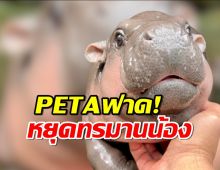 PETA เรียกร้องคืนหมูเด้ง ฮิปโปแคระ สู่ป่า-อ้างโชว์หาประโยชน์