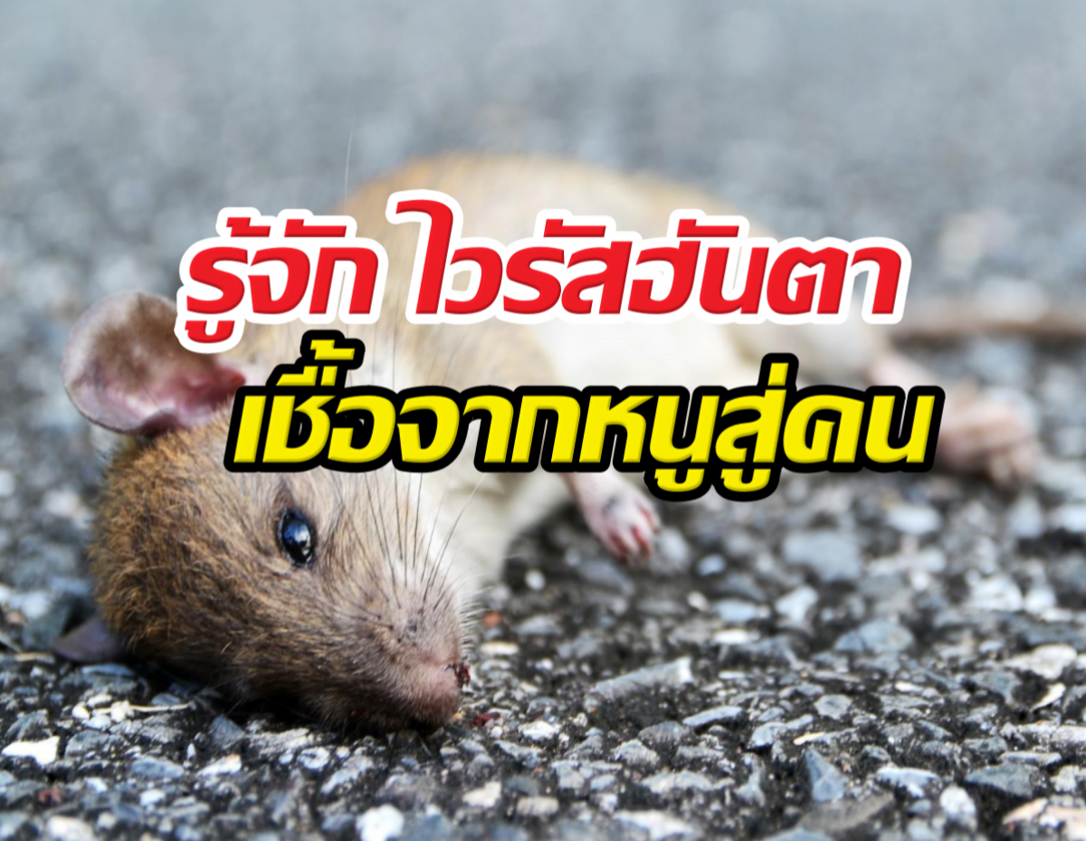 รู้จัก ไวรัสฮันตา เชื้อจากหนูสู่คน ป้องกันได้ ไม่ต้องตื่นตระหนก