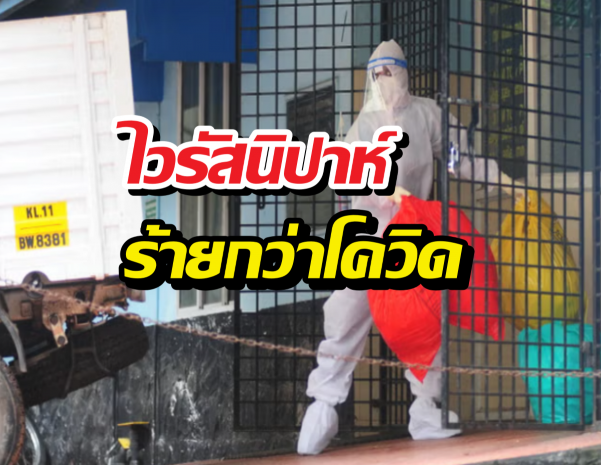 รู้จัก ไวรัสนิปาห์ ระบาดในอินเดีย พยาบาลโคม่า-สั่งกักตัวนับร้อย!