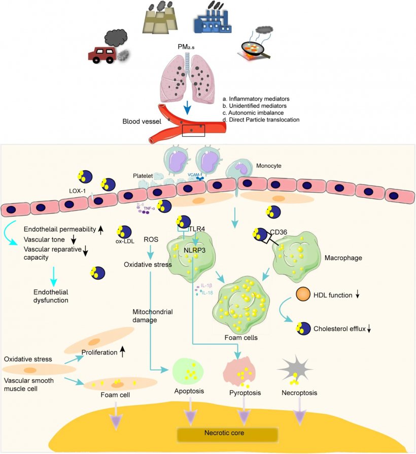 ฝุ่น PM2.5 ทำให้หลอดเลือดแดงแข็งได้ไง หมอมีคำตอบแล้ว